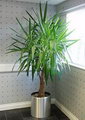 Yucca Elephantipes